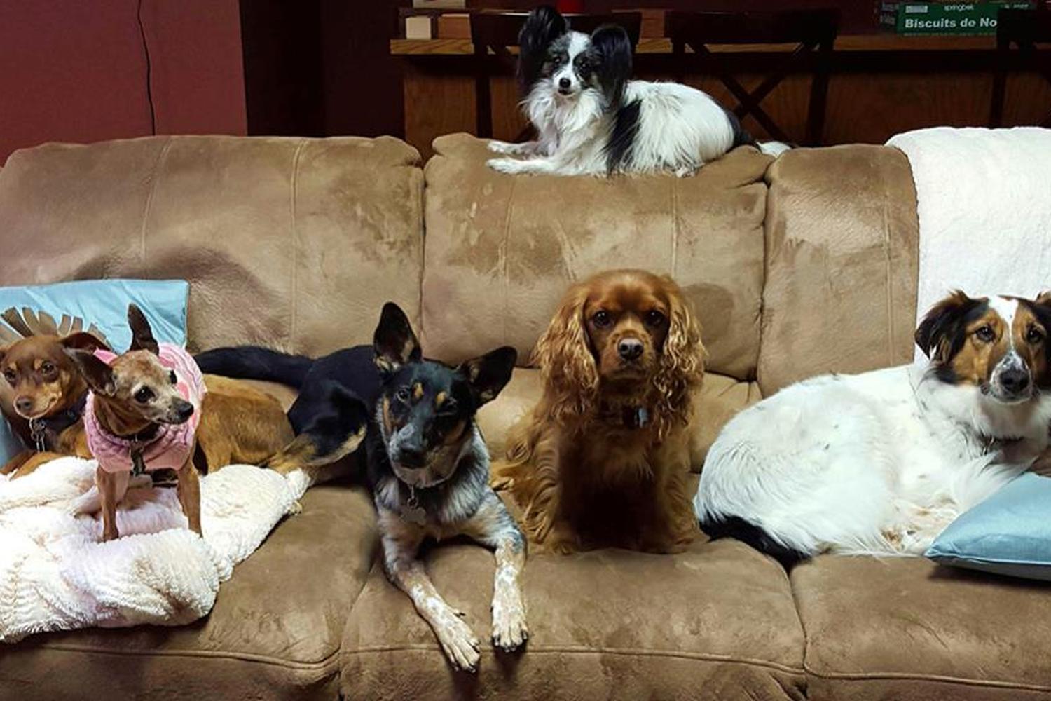 North Star Canines 2