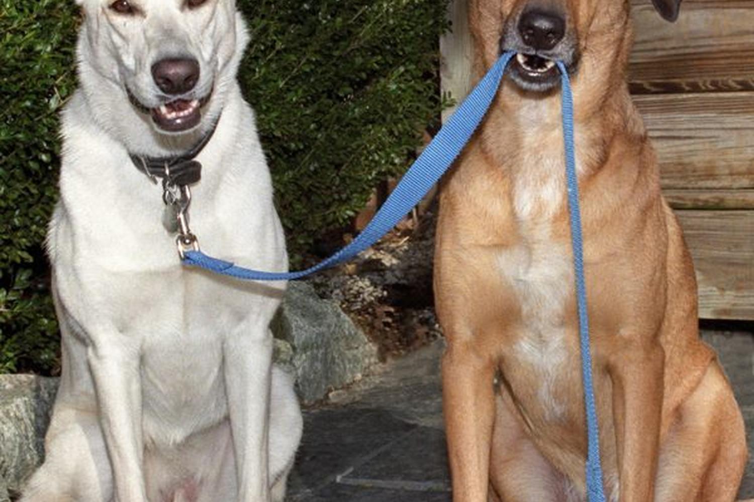 North Star Canines 0