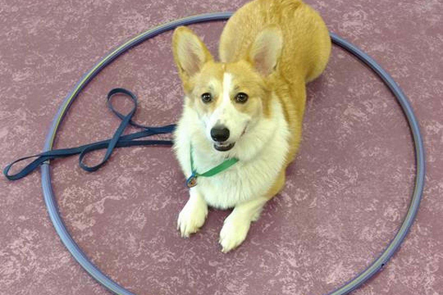 Trust & Obey Pawsitive Dog Training, llc 4
