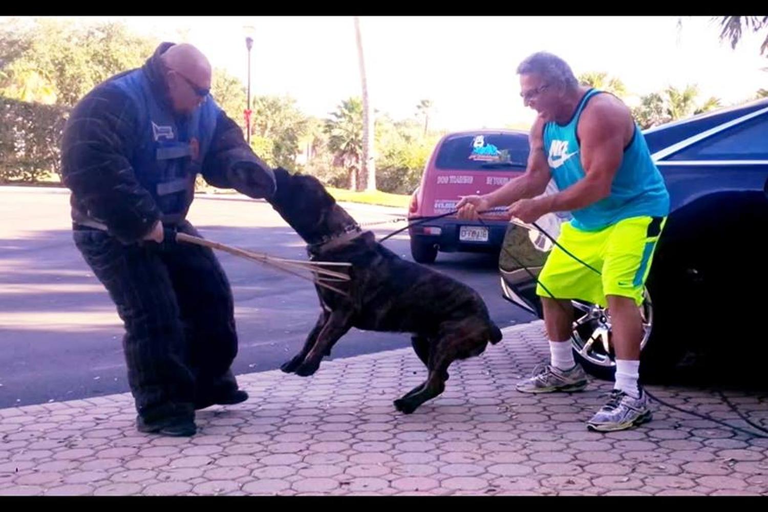 All American Dog Training Academy 3