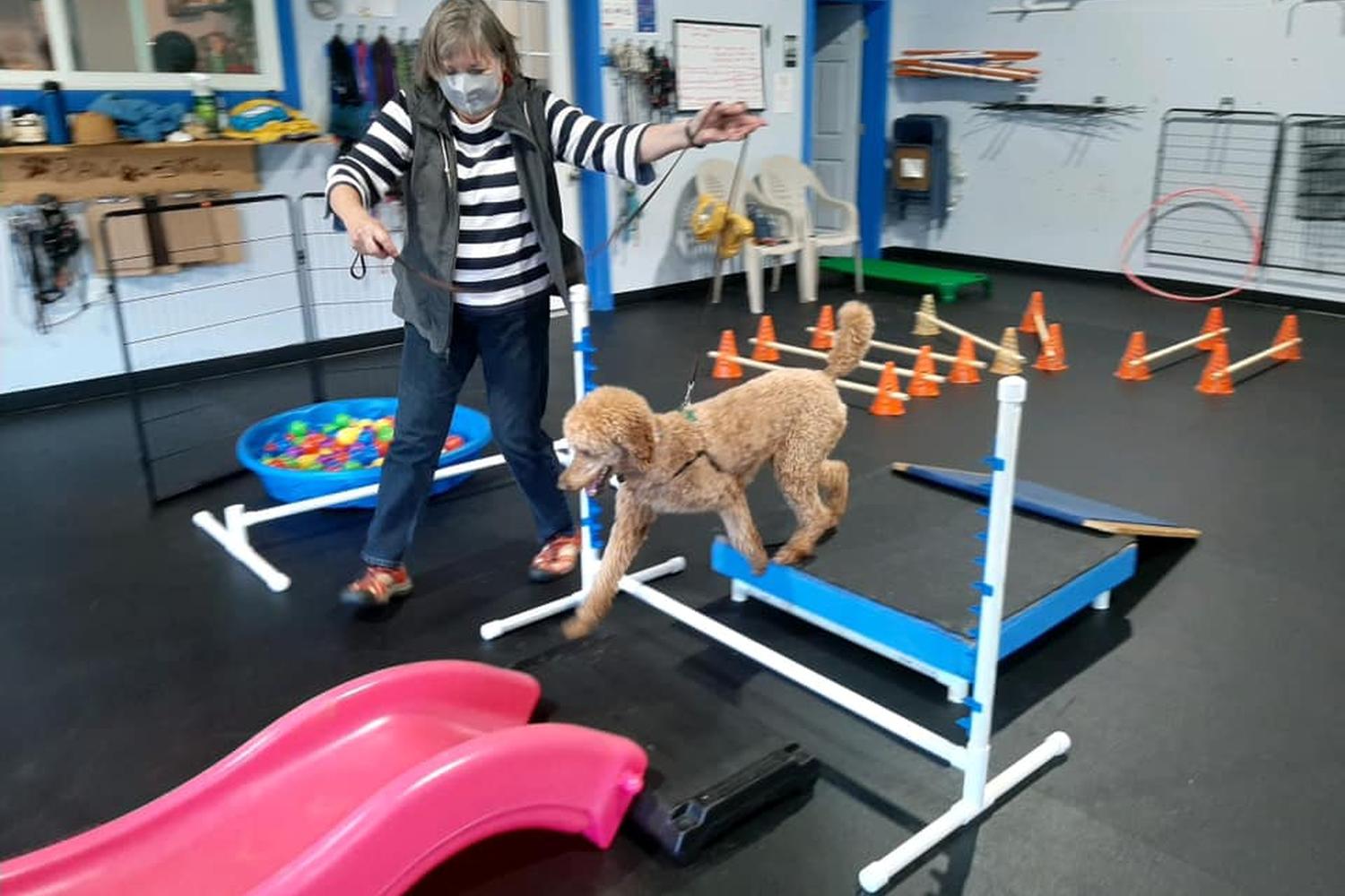 High Expectations Dog Training 2