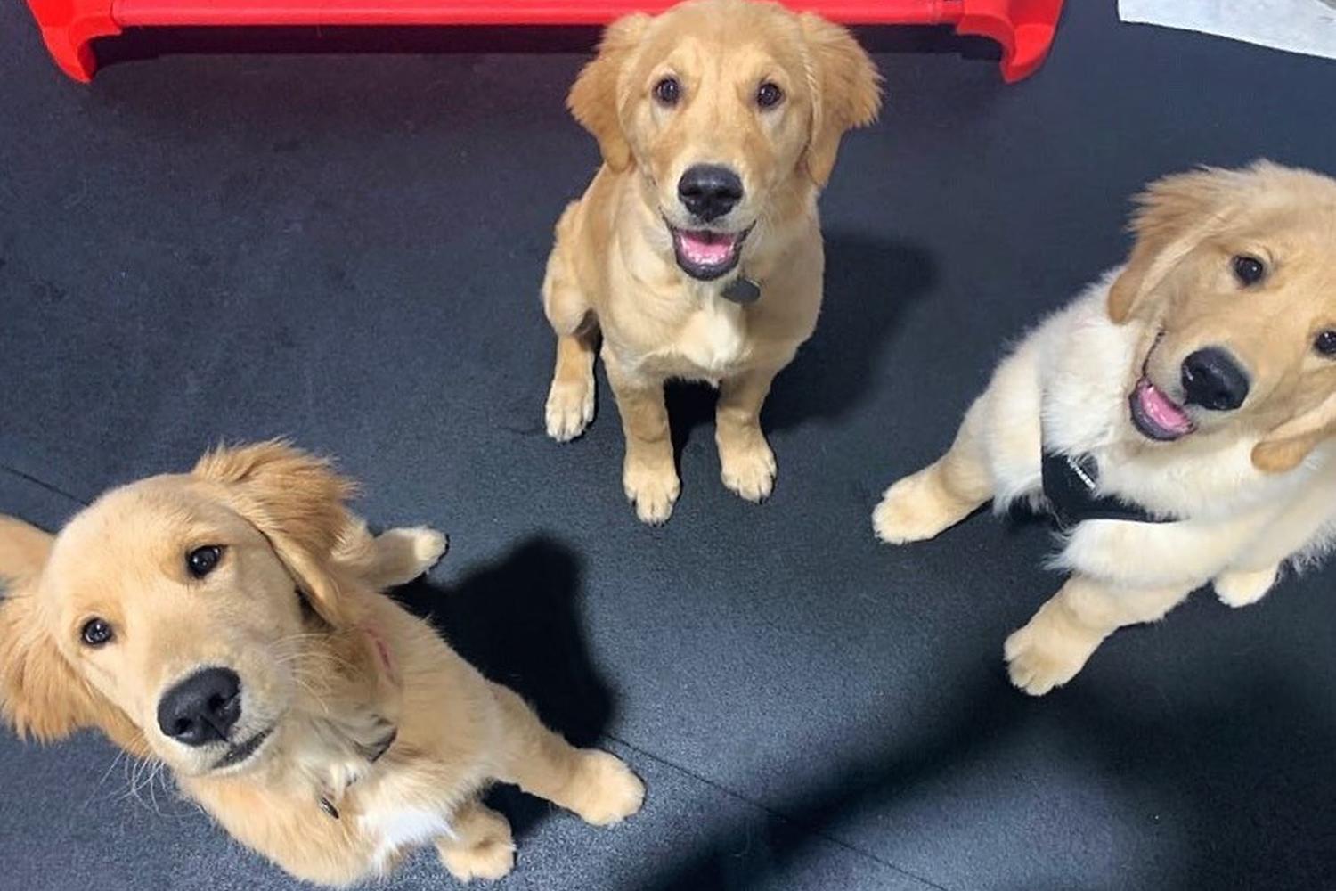 High Expectations Dog Training 1