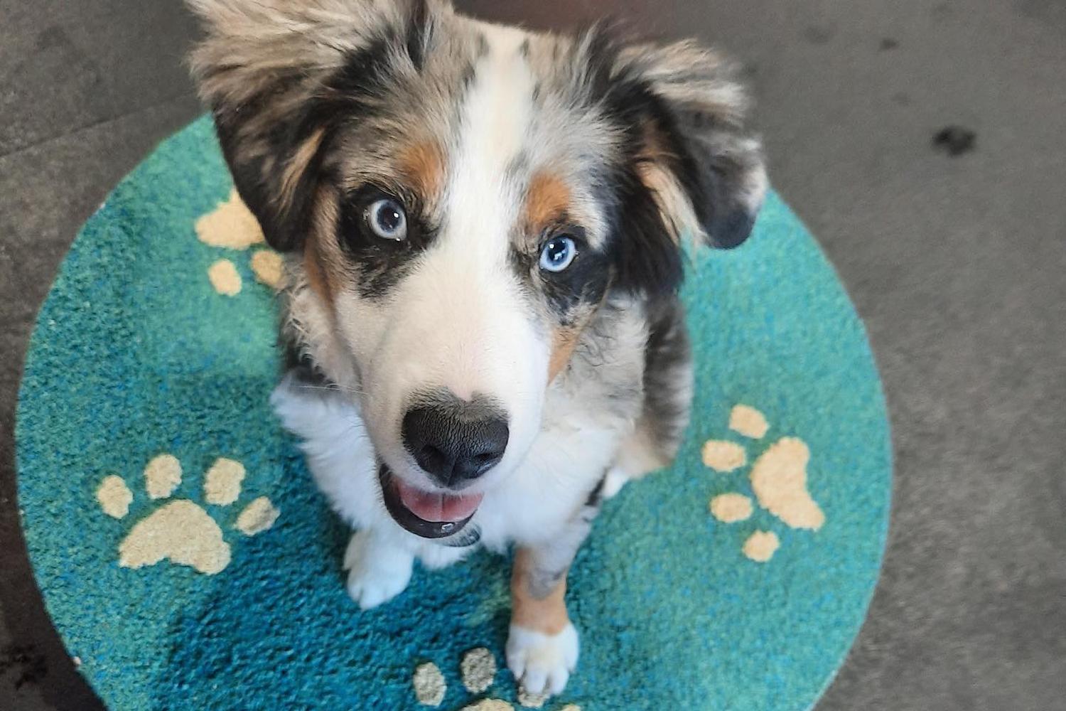 High Expectations Dog Training 0