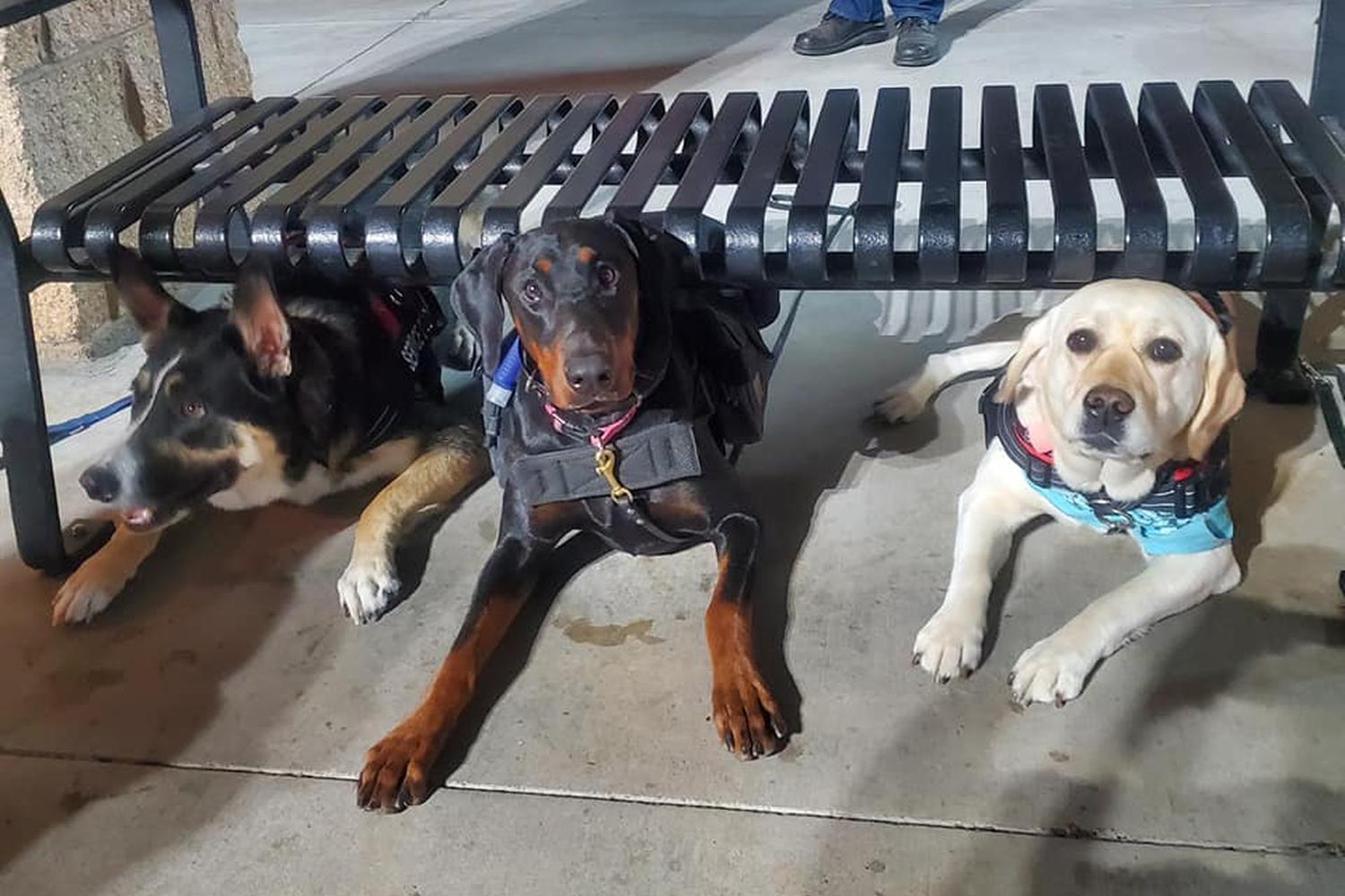 All 4 Paws Training LLC 5