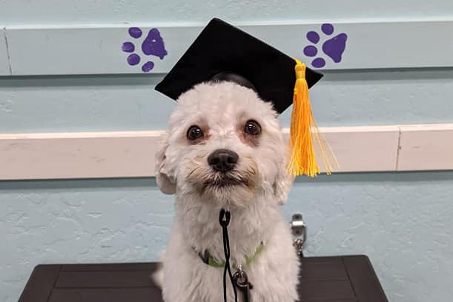 All 4 Paws Training LLC 1
