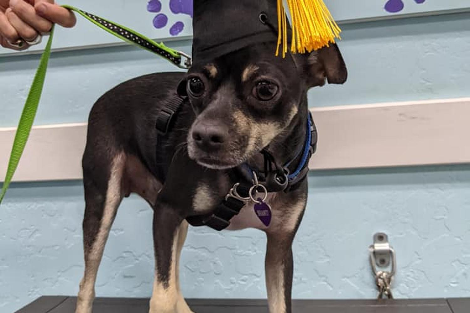 All 4 Paws Training LLC 2