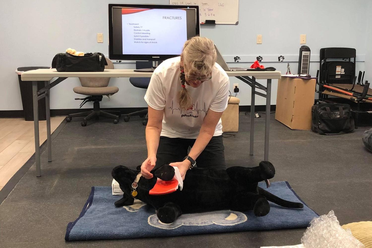 All 4 Paws Training LLC 4