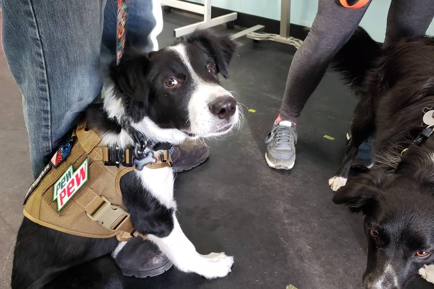 All 4 Paws Training LLC 3