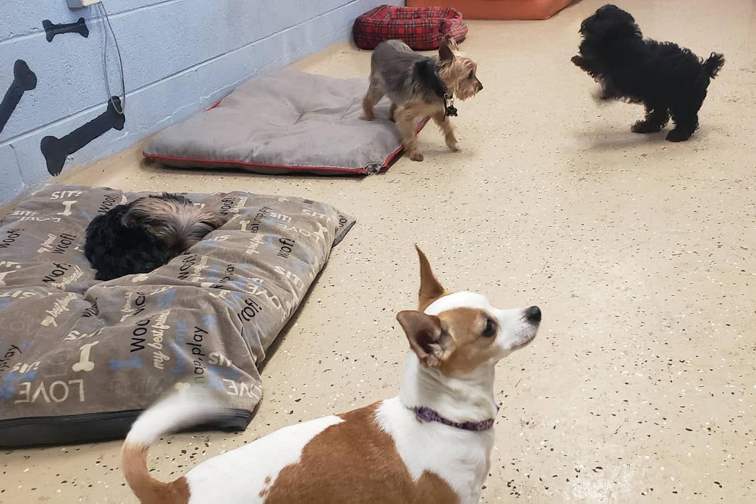 Lakeside Pet Lounge 3