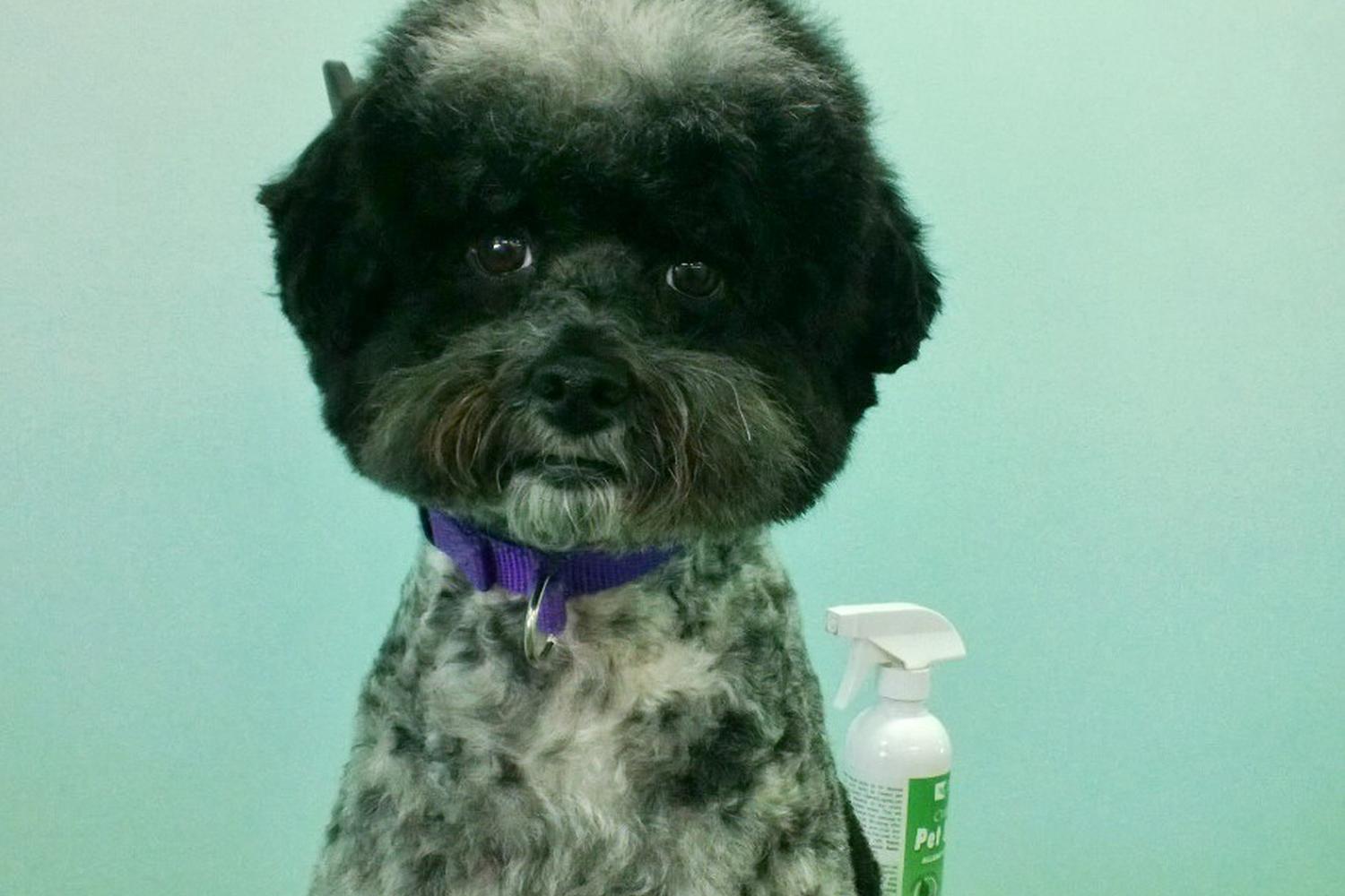The Upscale Tail, Pet Grooming & Wellness Salon 7