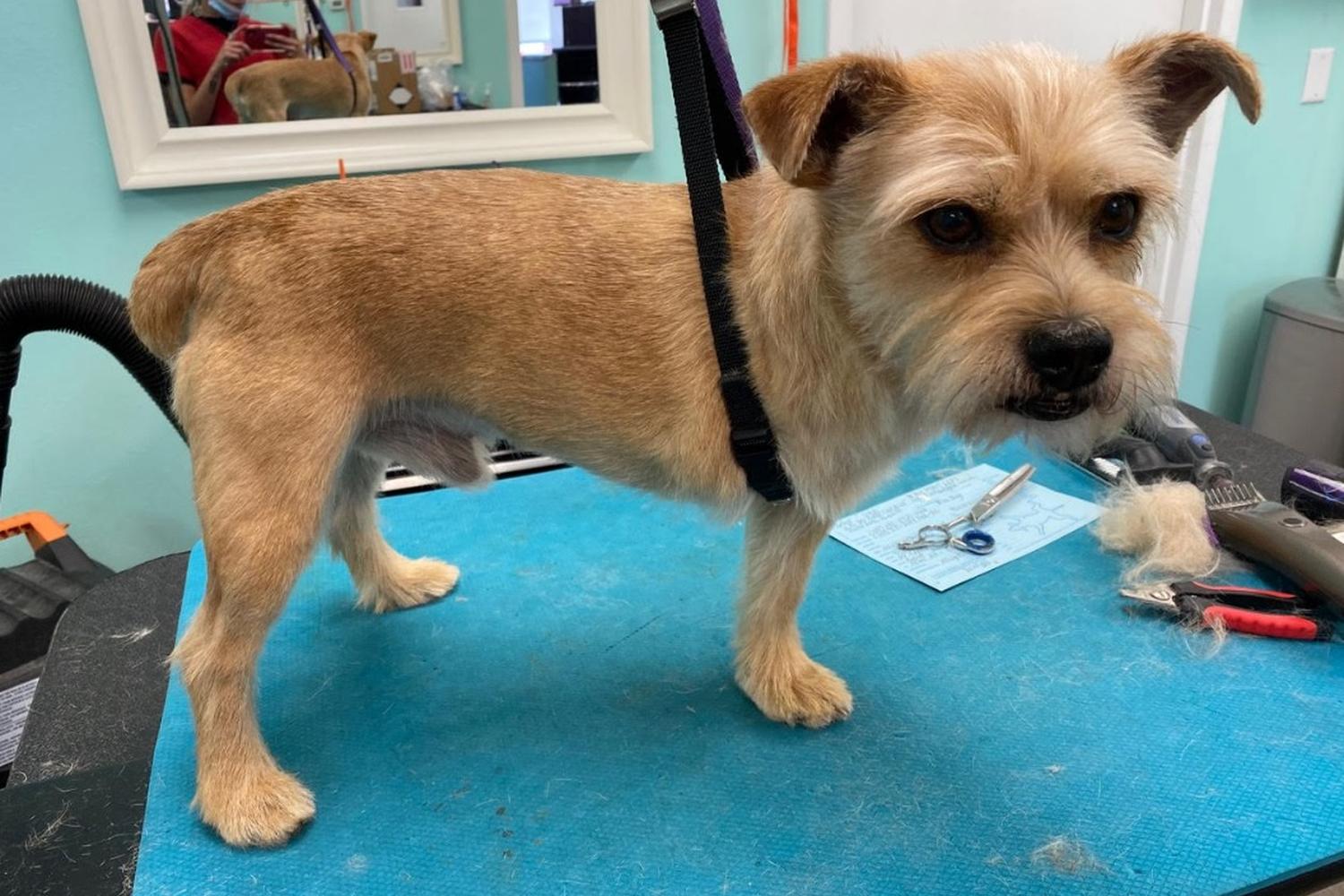 The Upscale Tail, Pet Grooming & Wellness Salon 8