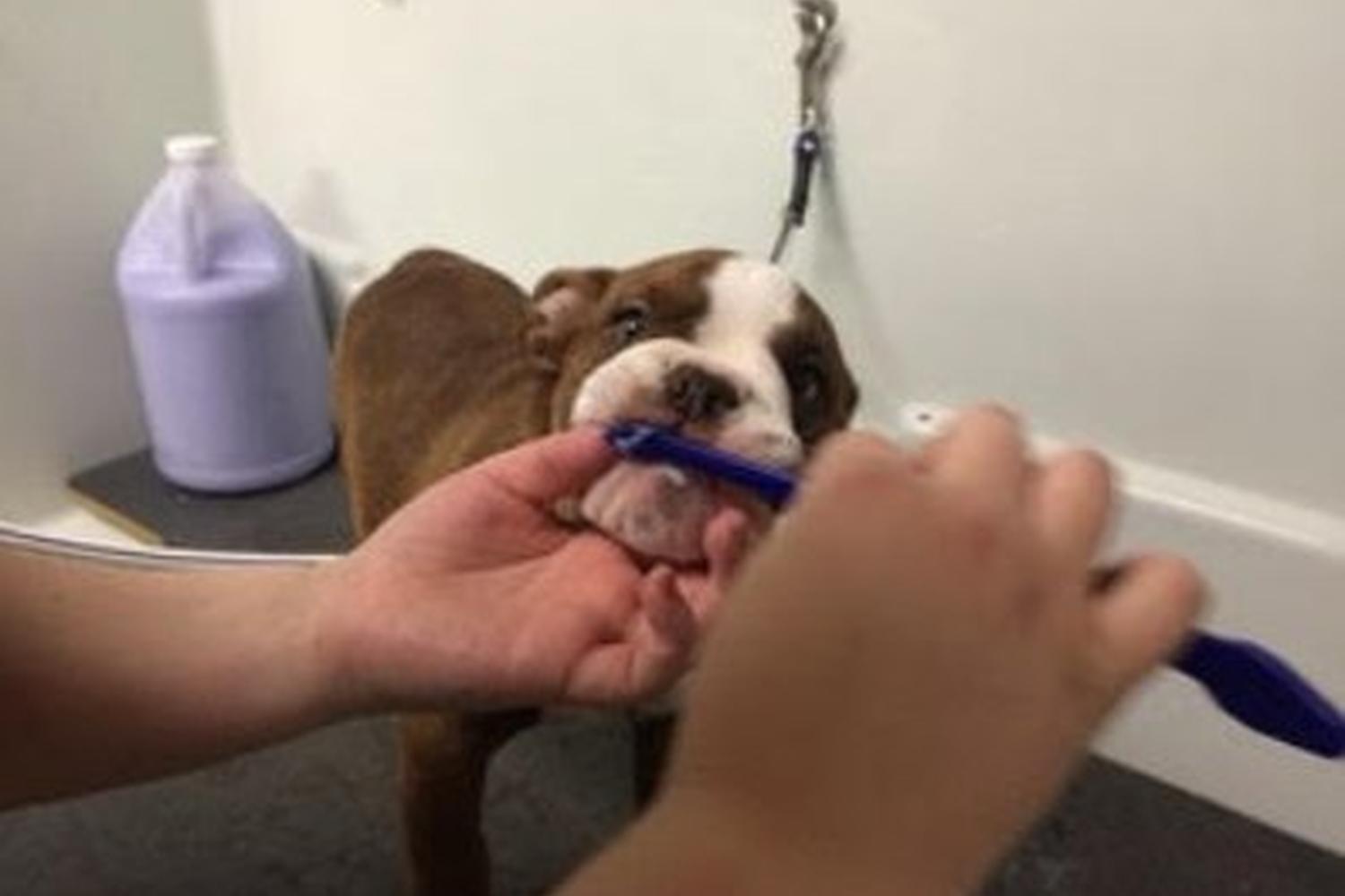 The Upscale Tail, Pet Grooming & Wellness Salon 4