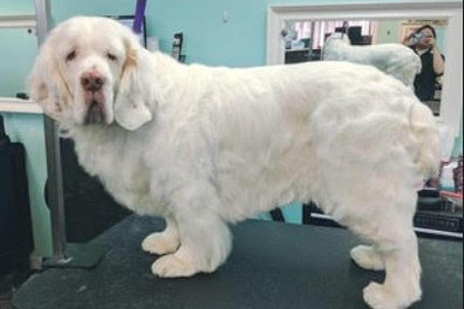 The Upscale Tail, Pet Grooming & Wellness Salon 2