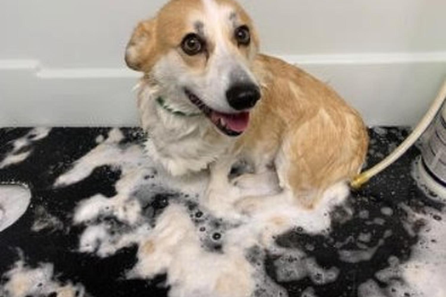 The Upscale Tail, Pet Grooming & Wellness Salon 5