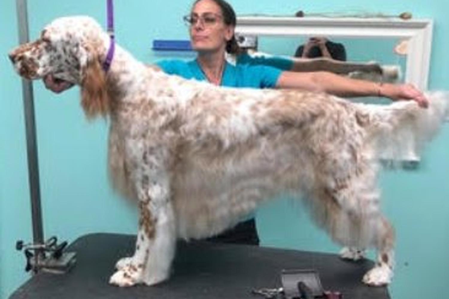 The Upscale Tail, Pet Grooming & Wellness Salon 6