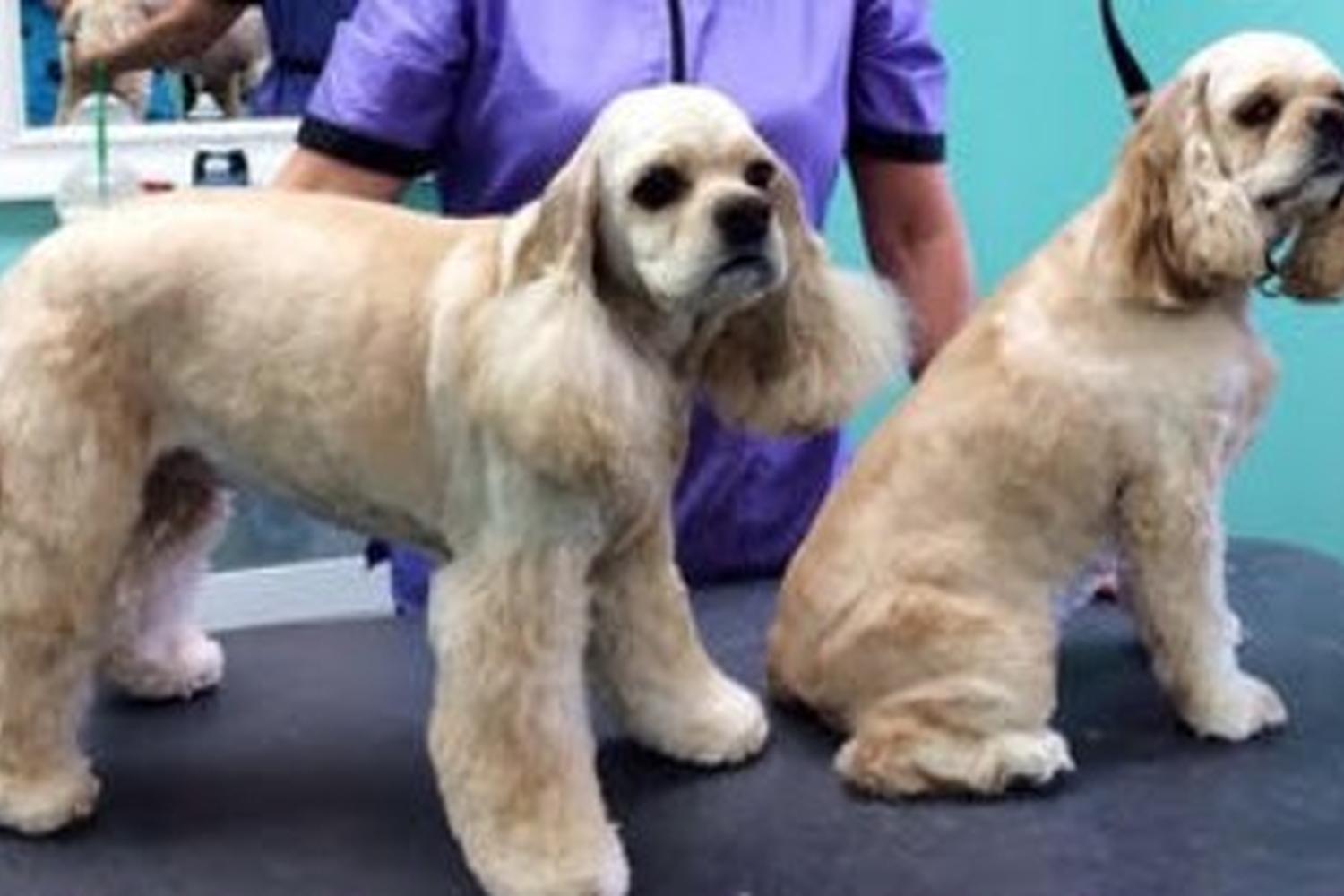 The Upscale Tail, Pet Grooming & Wellness Salon 1