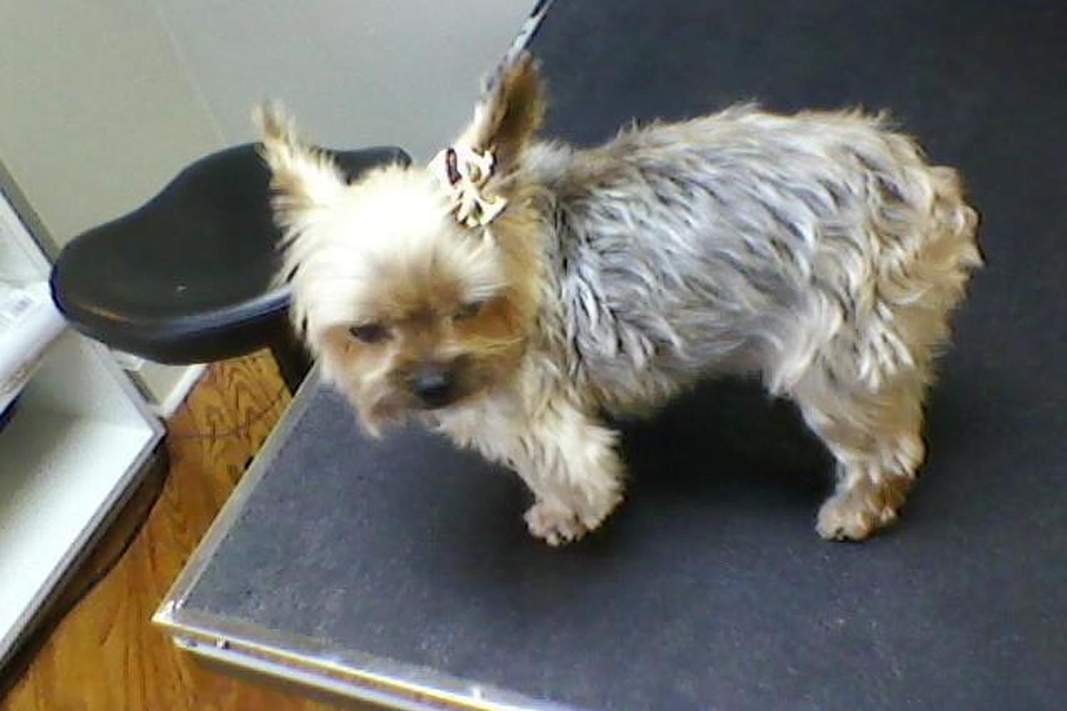 WAGS Wash And Groom Spa 5