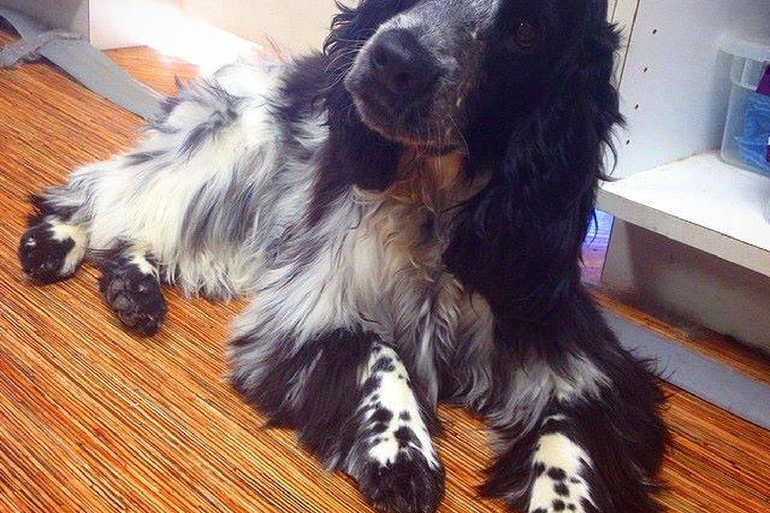 WAGS Wash And Groom Spa 4