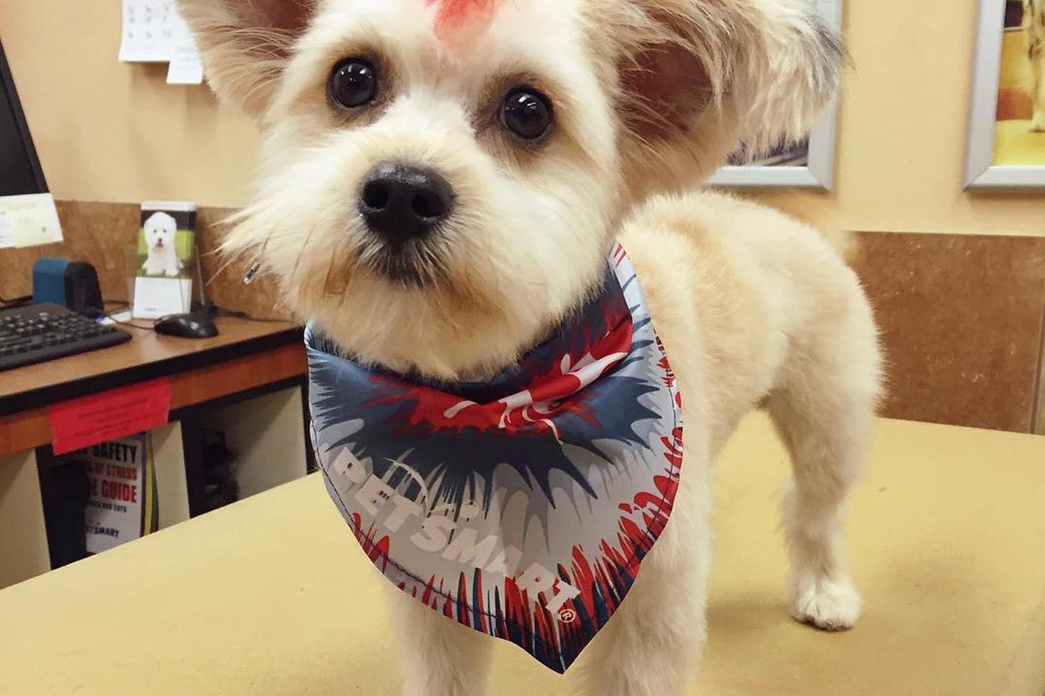 PetSmart Grooming 6