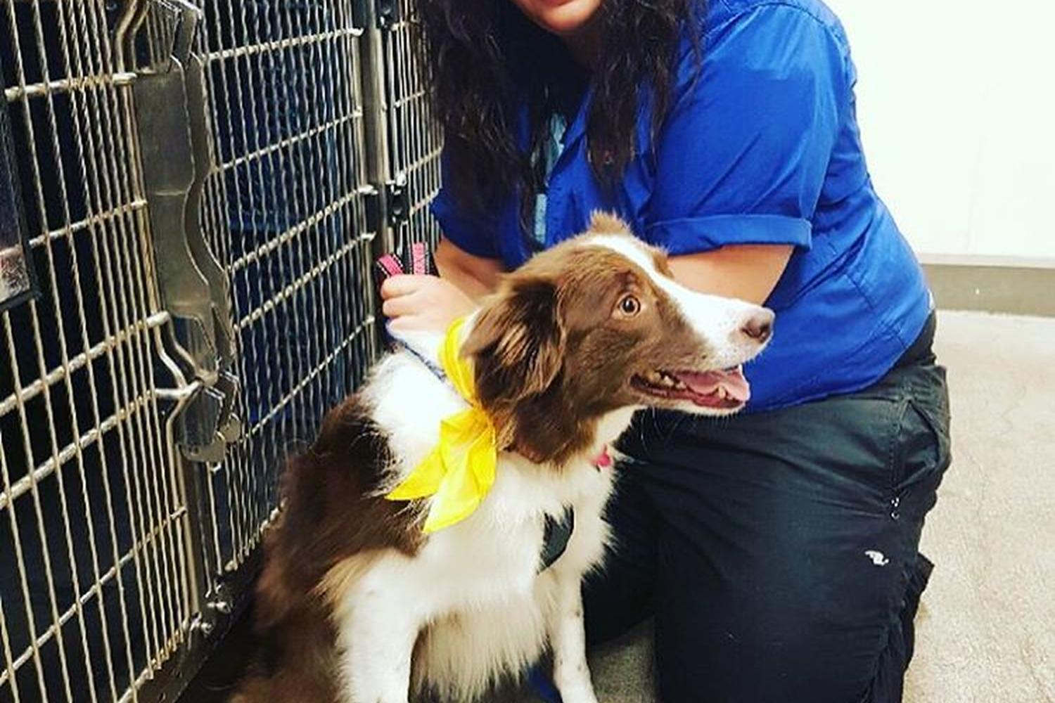 PetSmart Grooming 4