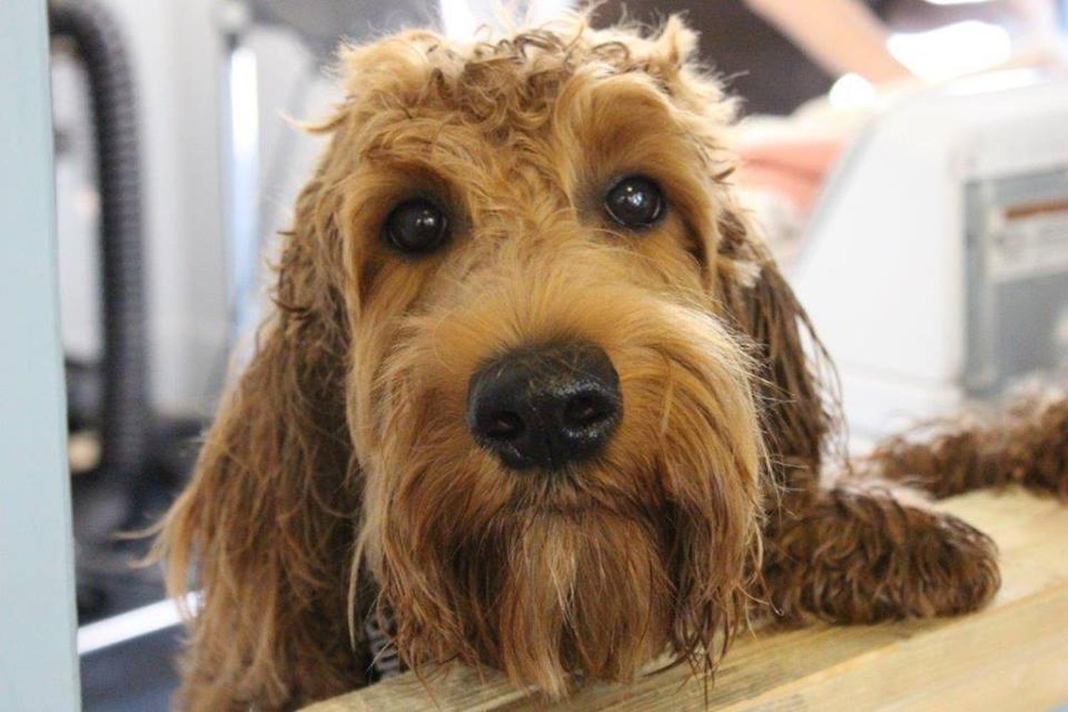 Spots Dog Grooming 3