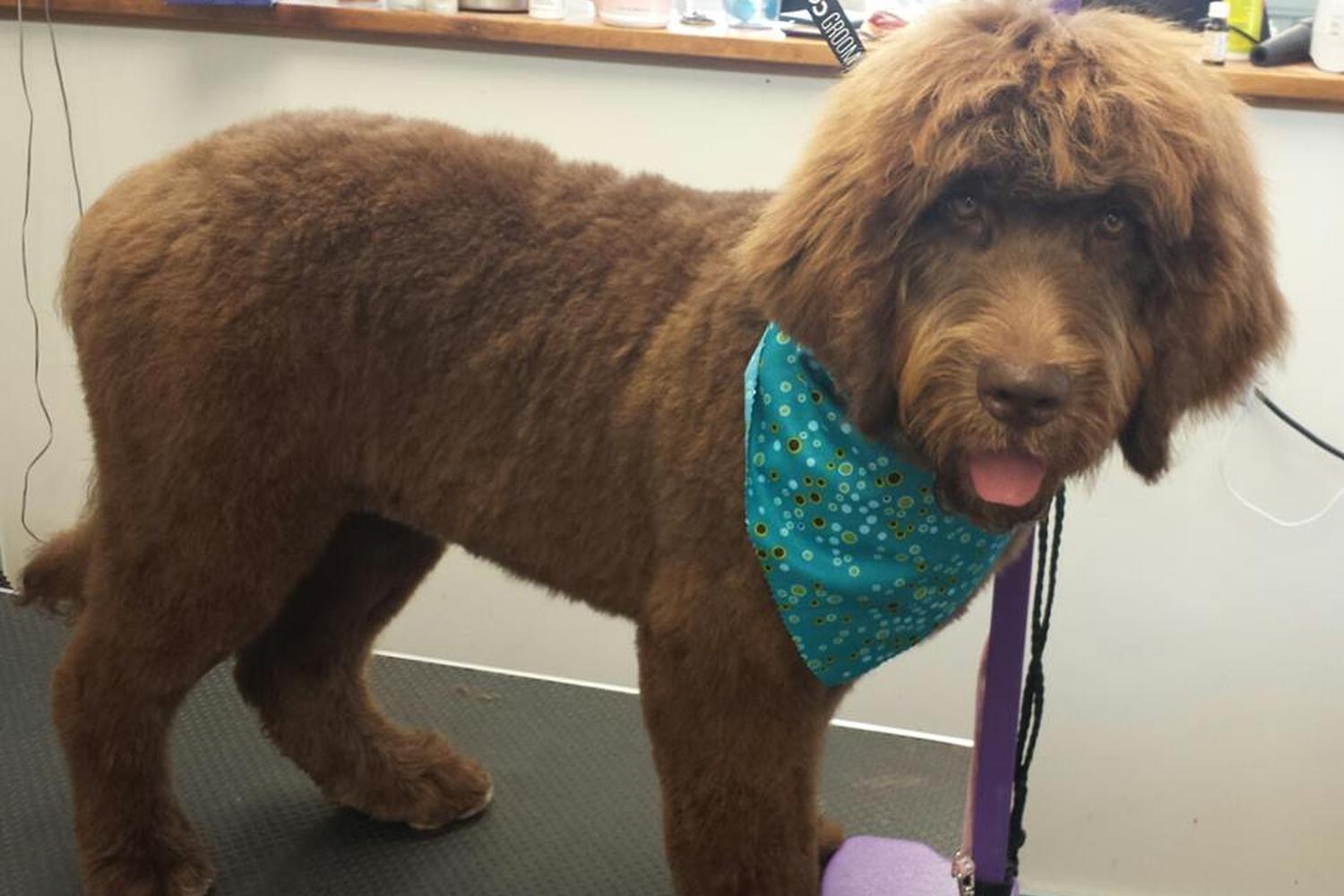 Spots Dog Grooming 1
