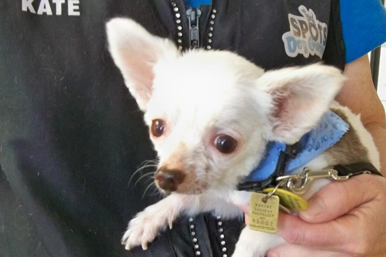 Spots Dog Grooming 2