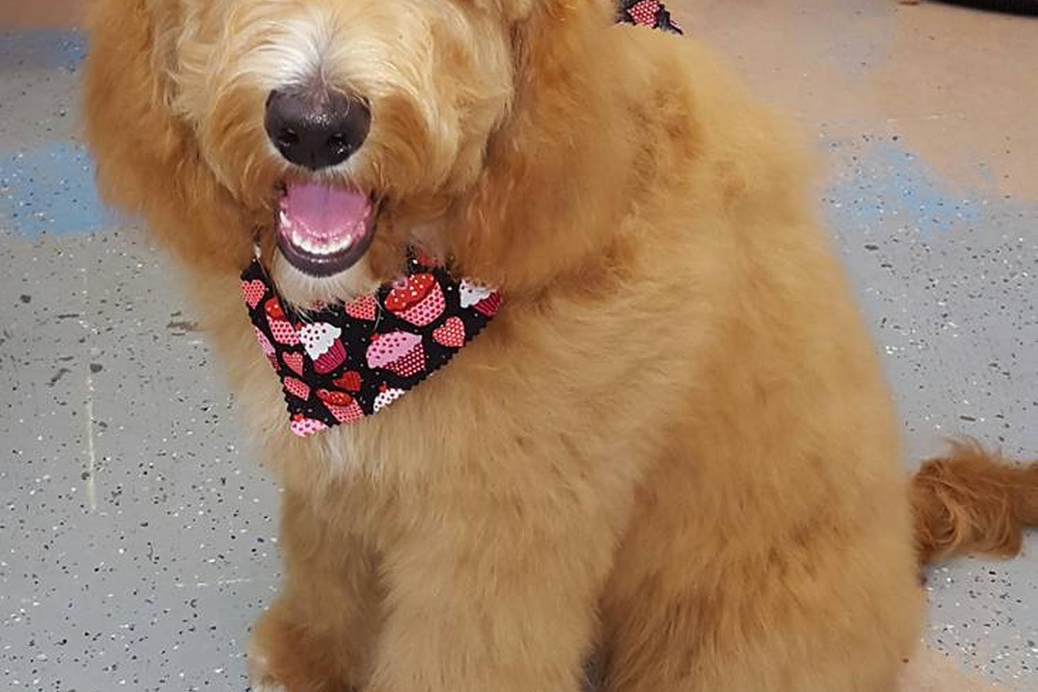 Rub-A-Dub Dog Wash 0