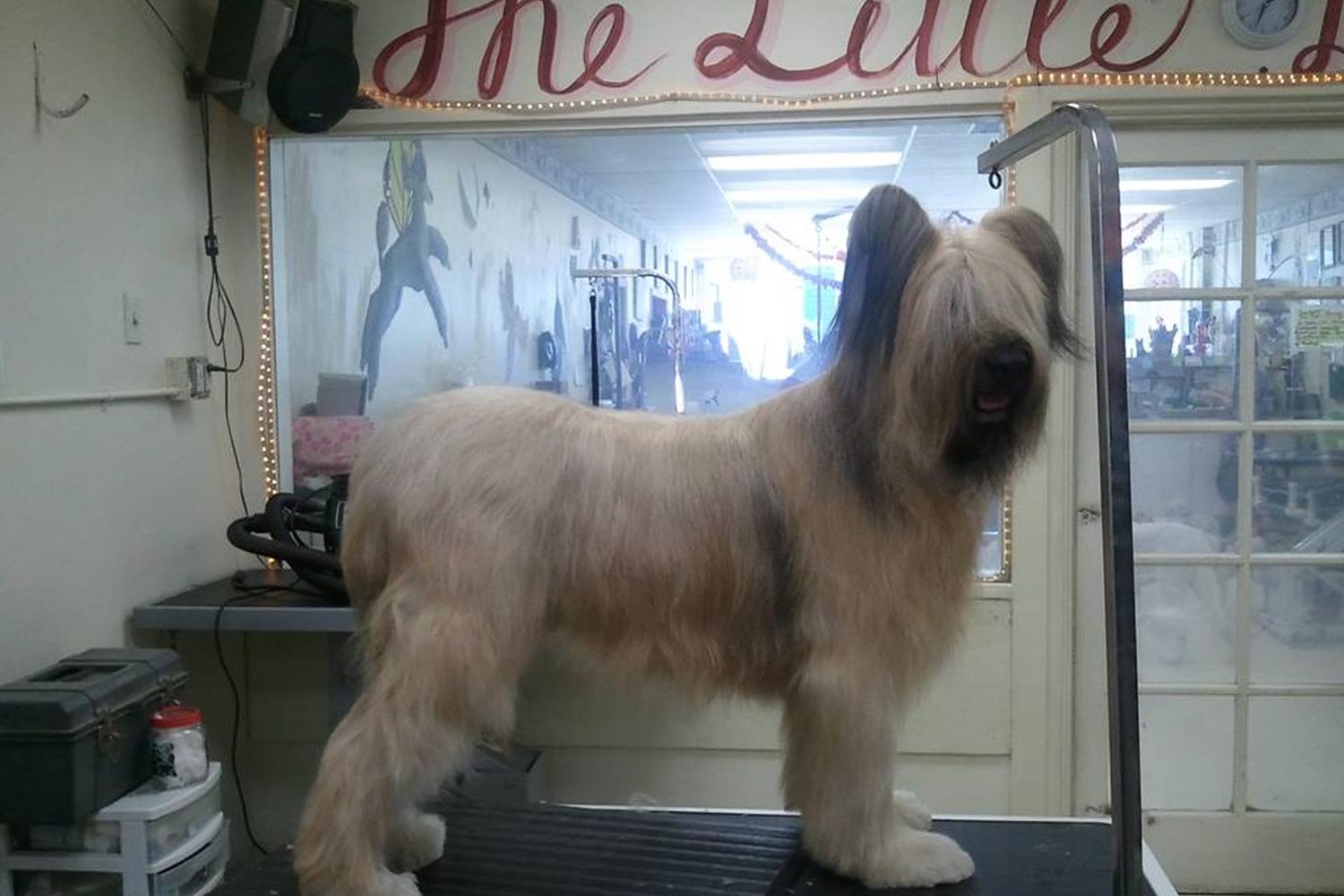 The Little Dog House LLC 2