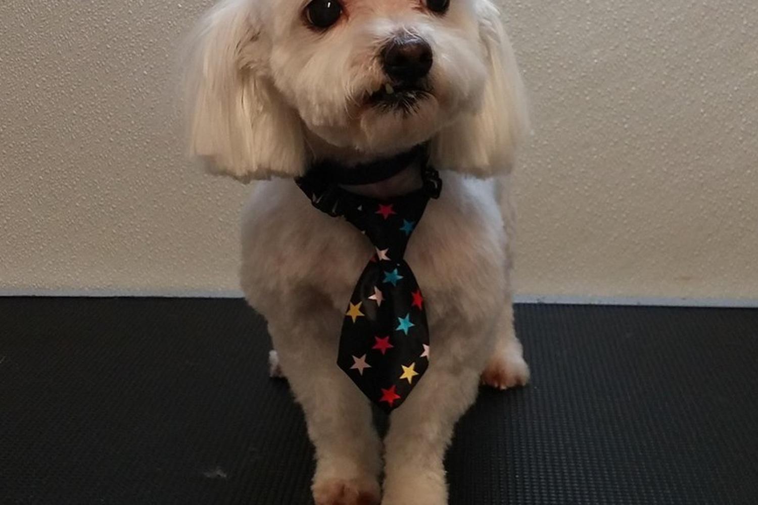Animal House Grooming & Pet Supplies 1