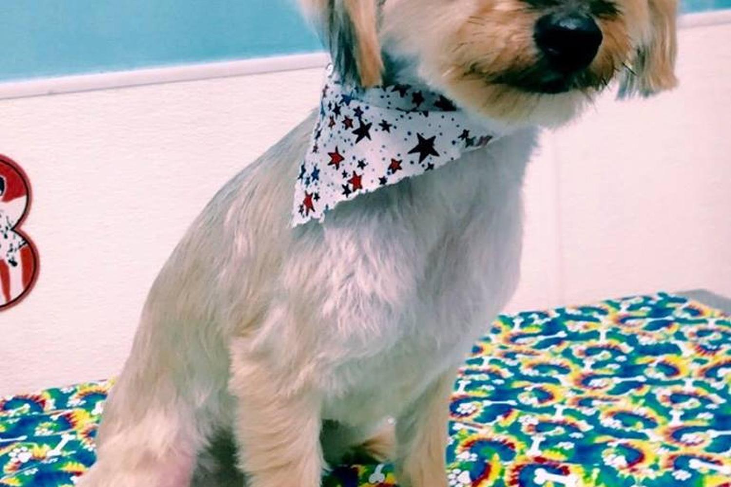 Animal House Grooming & Pet Supplies 3