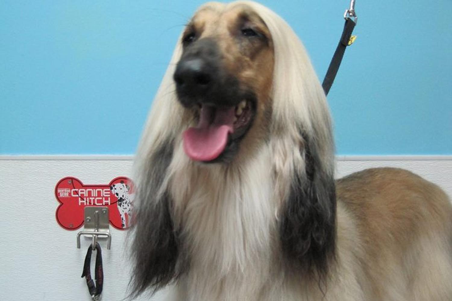 Animal House Grooming & Pet Supplies 5