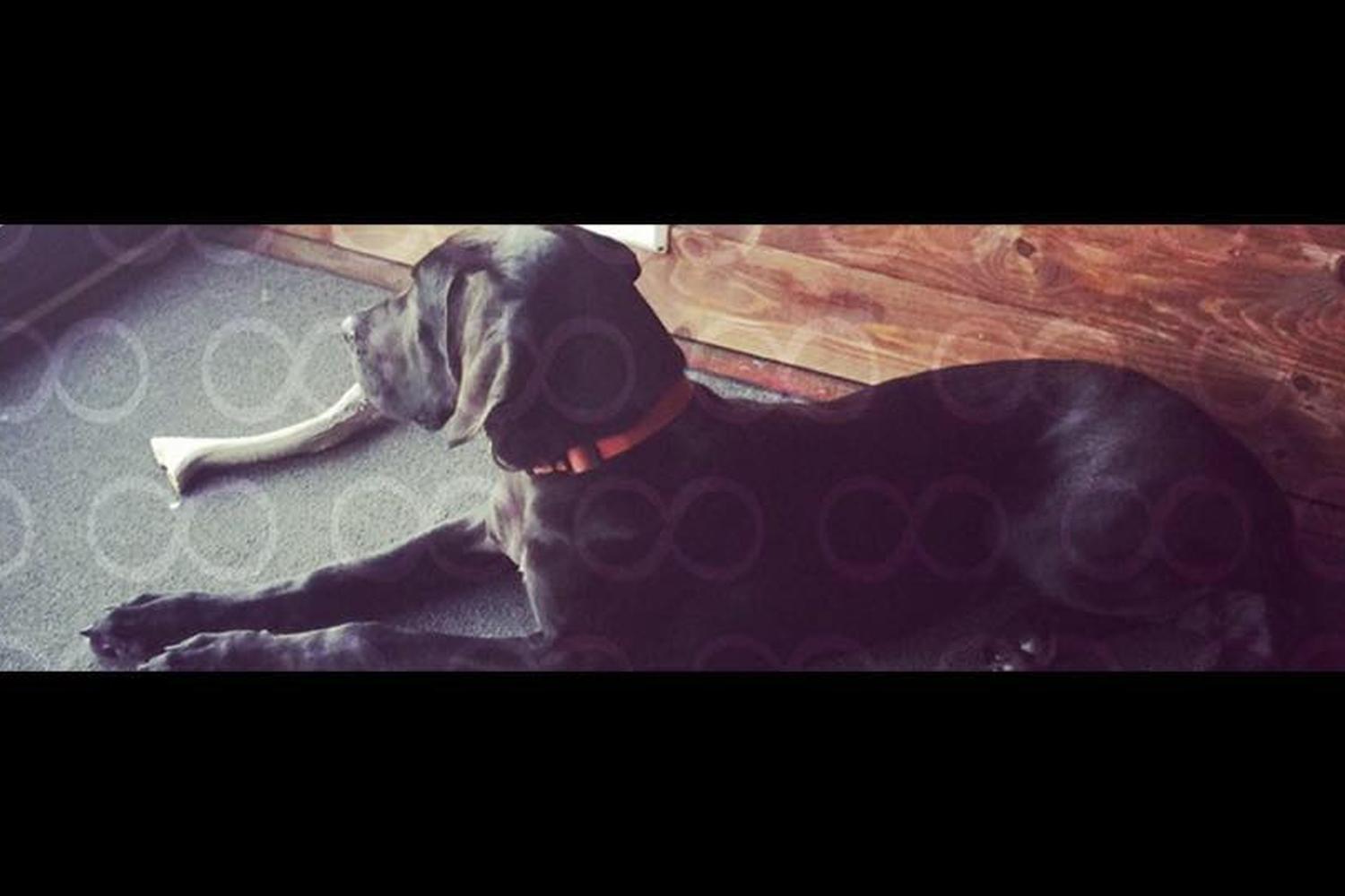 Forever Friends Great Dane Rescue, Inc. 1