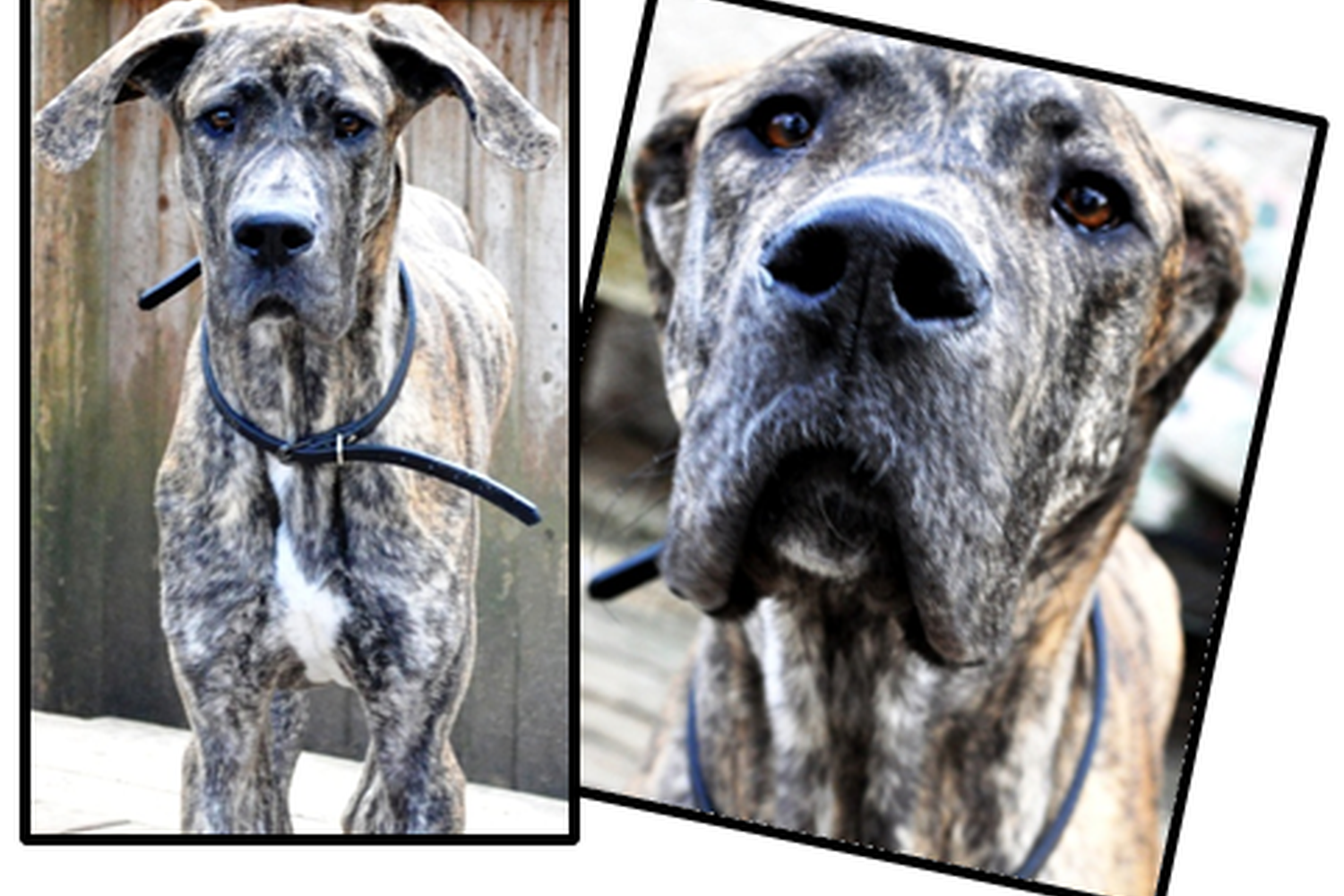 Forever Friends Great Dane Rescue, Inc. 4