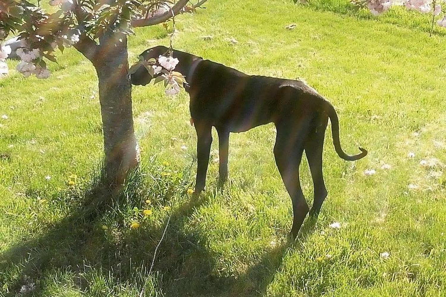 Forever Friends Great Dane Rescue, Inc. 2