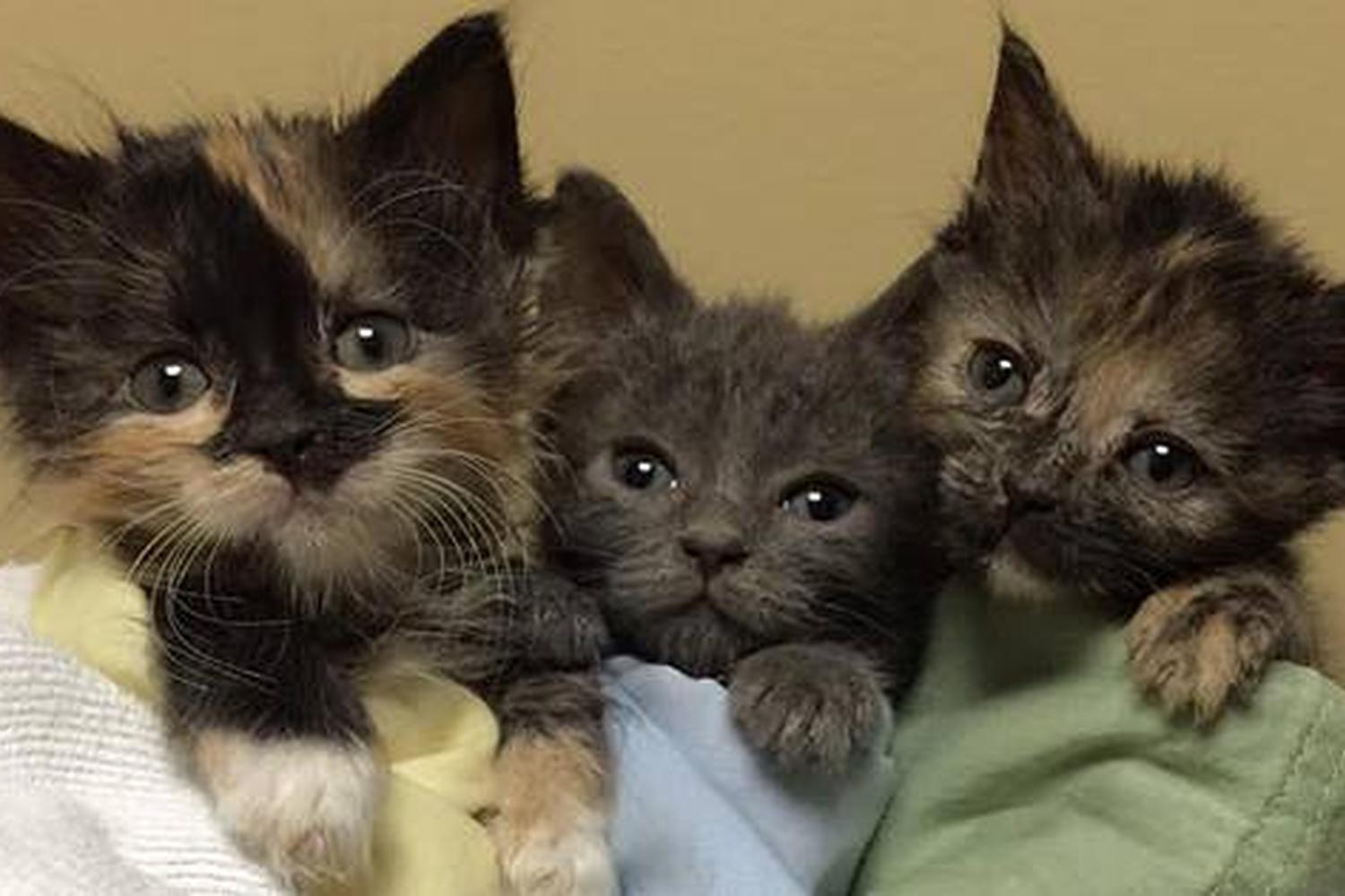 Monmouth County SPCA 4