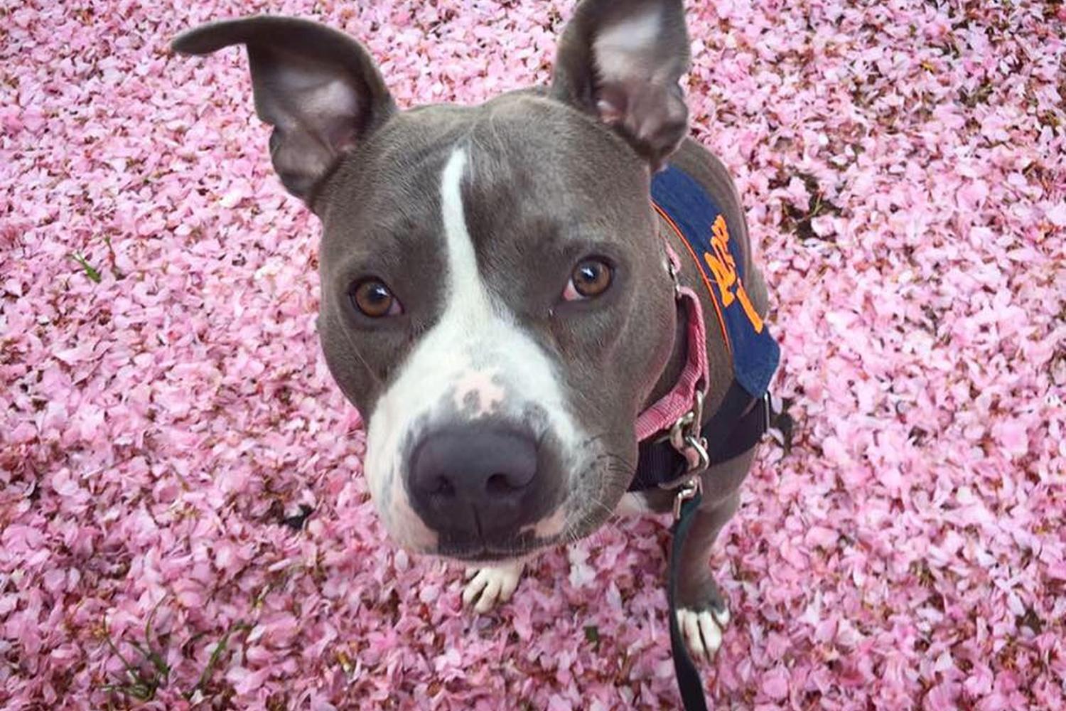 Monmouth County SPCA 1