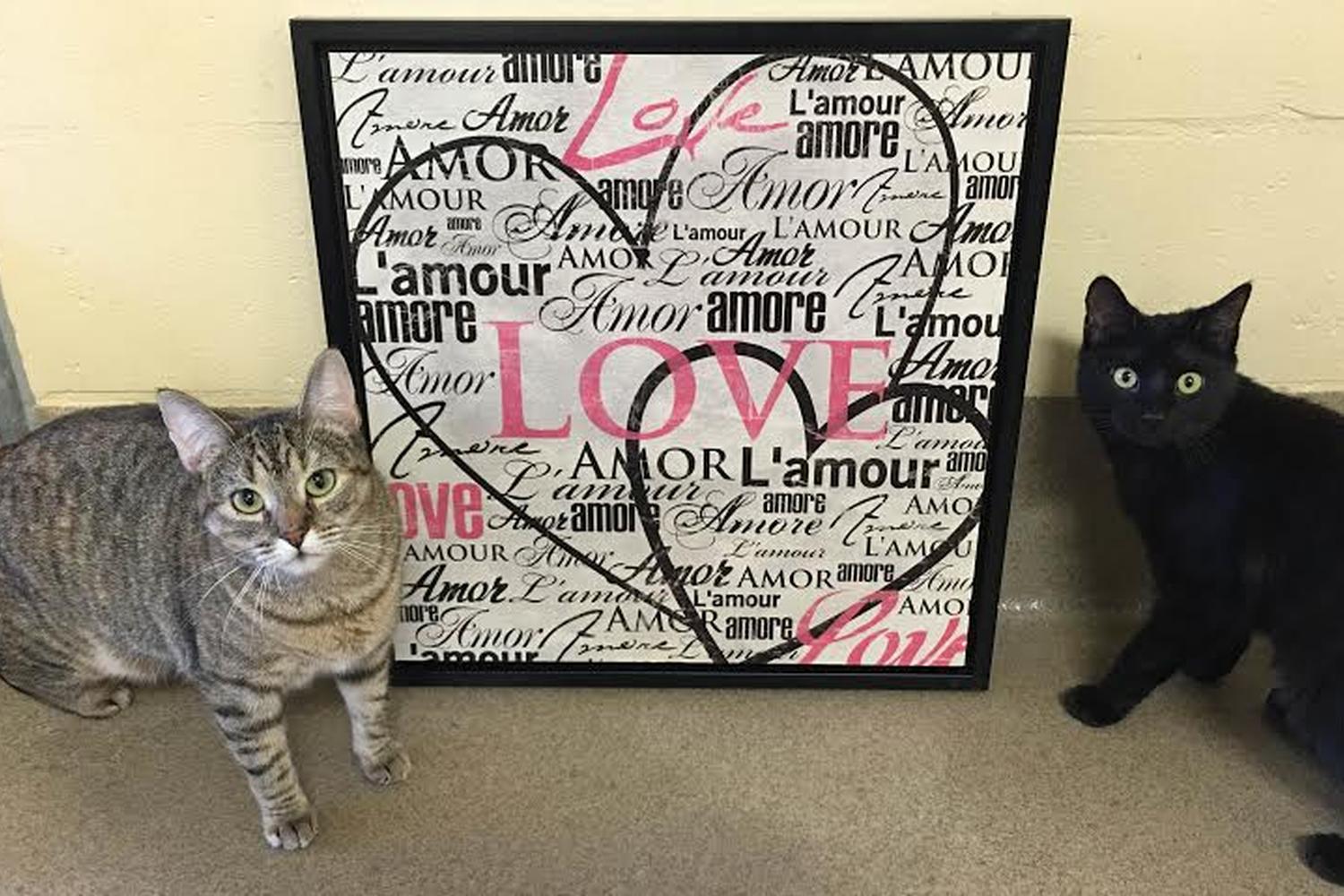 Monmouth County SPCA 3