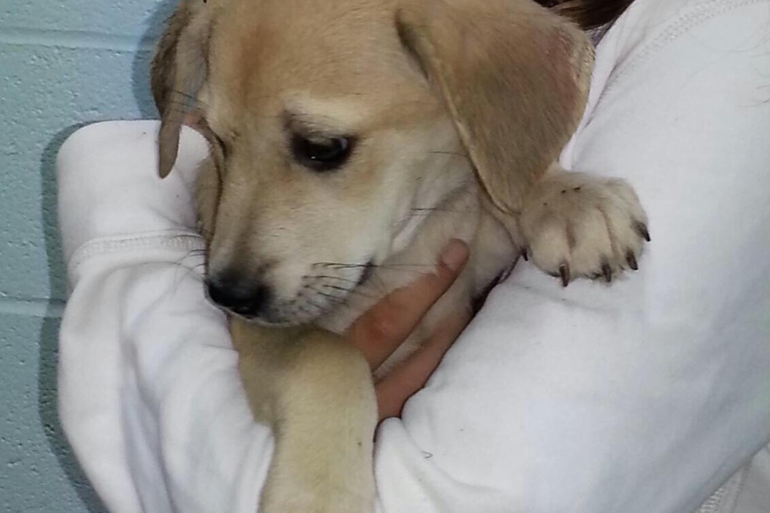 Pets Alive Westchester 0