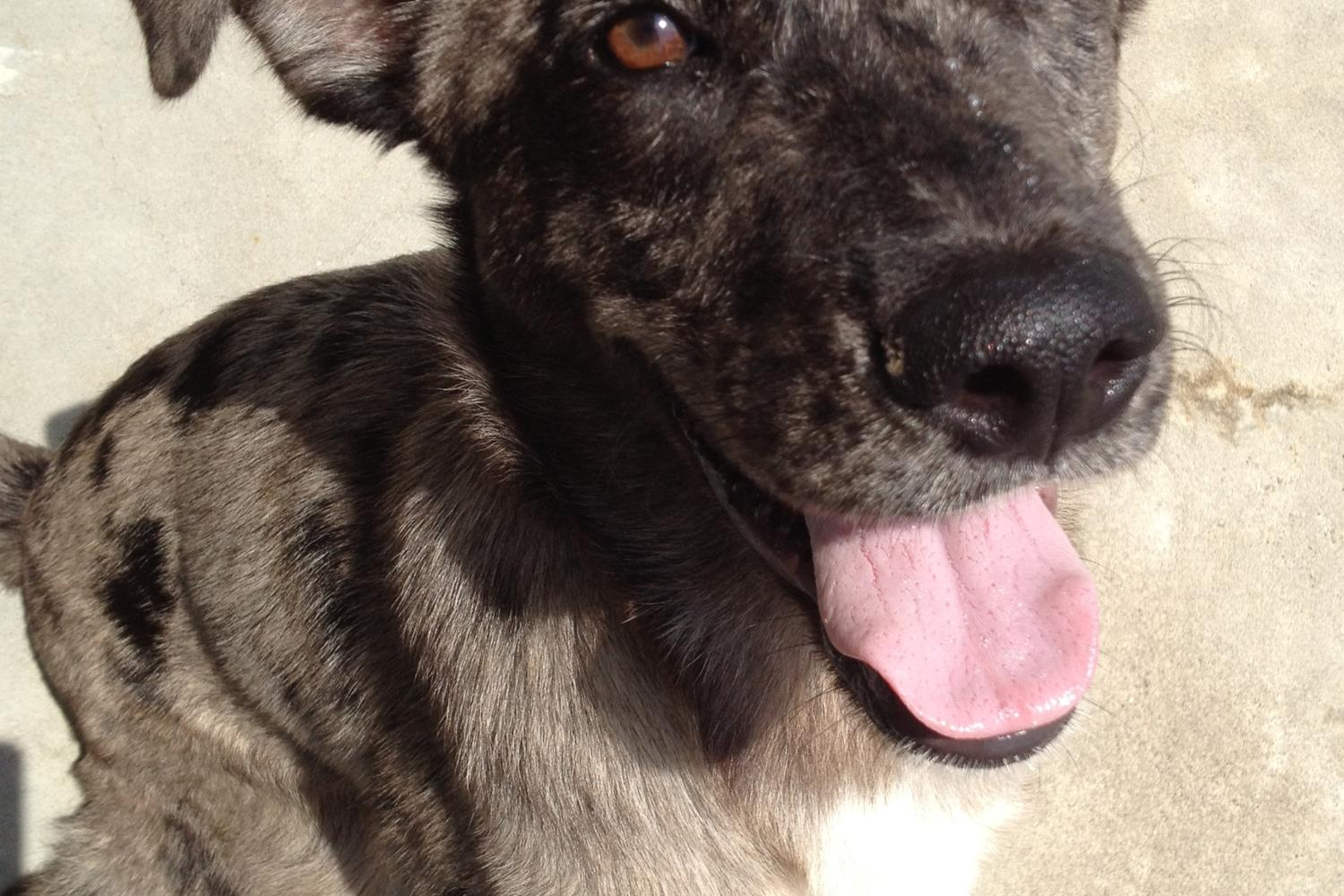 Pets Alive Westchester 2