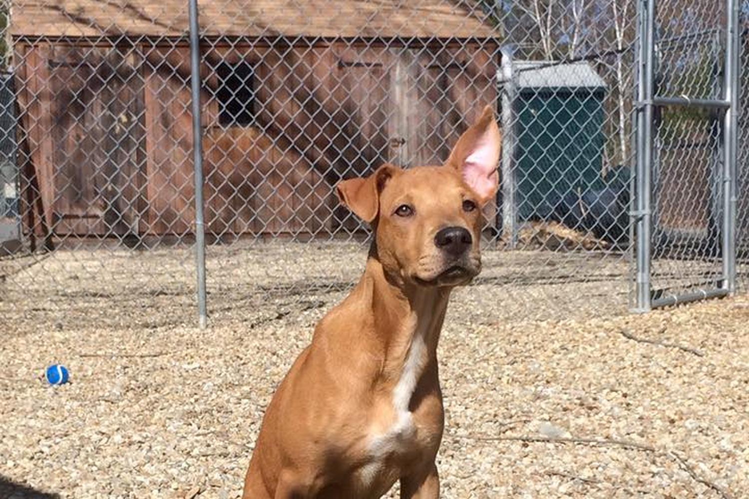 Animal Shelter Inc. aka Sterling Shelter 5