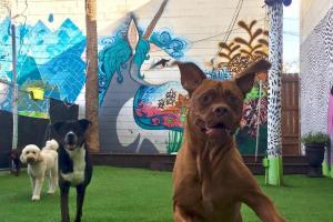 Bark Boutique