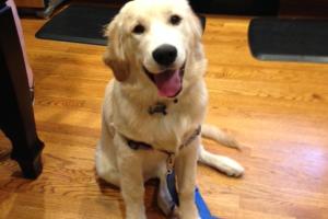 Super Fine K9 Dog Training
