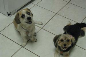 Sharon's Palm Desert Pet Sitting
