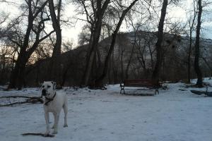 Dog Park at Tony Grampsas