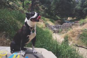 Old Zoo Picnic Area at Griffith Park