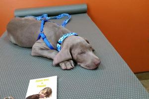 Brandon Lakes Animal Hospital