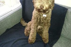 Naperville Pet Sitting