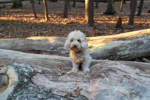 Baxter Woods