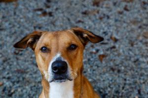 PAWS Atlanta